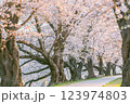 朝、桜のトンネル 123974803