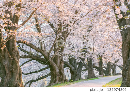 朝、桜のトンネル 123974803