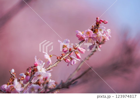 足柄の春:一ノ堰ハラネの春めき桜 足柄の春:一ノ堰ハラネの春めき桜 123974817