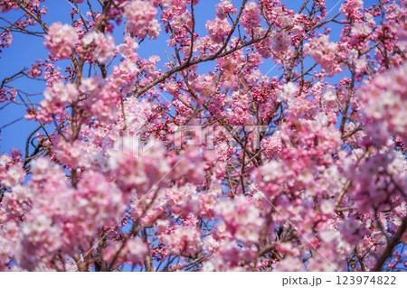 足柄の春：一ノ堰ハラネの春めき桜 123974822