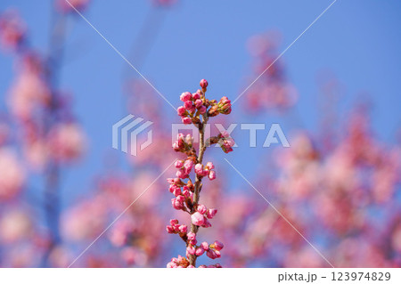 足柄の春：一ノ堰ハラネの春めき桜 123974829
