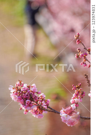 足柄の春:一ノ堰ハラネの春めき桜 足柄の春:一ノ堰ハラネの春めき桜 123974831