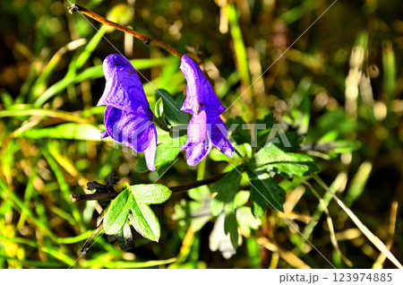 御坂山地の王岳　ヤマトリカブト 123974885