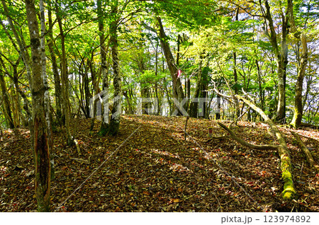 御坂山地の横沢ノ頭山頂　森の中の頂 123974892