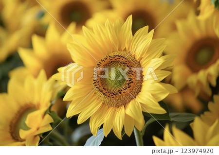 フラワーショップに並んだ向日葵 AI画像 フラワーショップに並んだ向日葵 AI画像 123974920