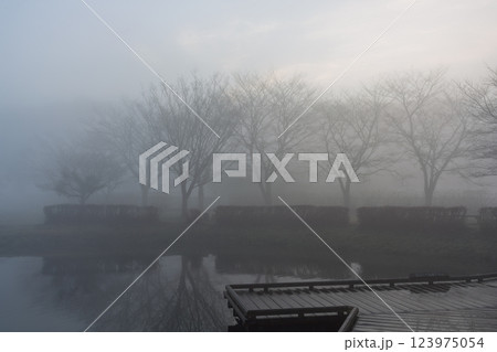 朝霧の厳島湿地公園 朝霧の厳島湿地公園 123975054