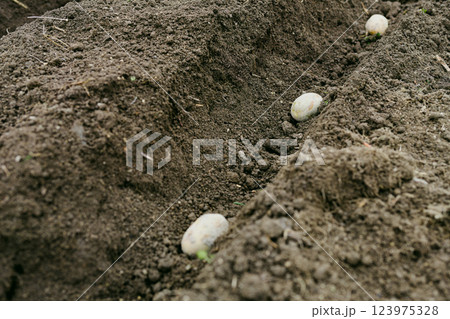 畑にじゃがいもの種芋を植える様子　農業 123975328