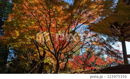 紅葉 紅葉 123975350