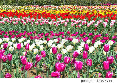 関東・戸川公園・春本番、一面に広がるチューリップ畑・神奈川県・秦野市(4) 123975441