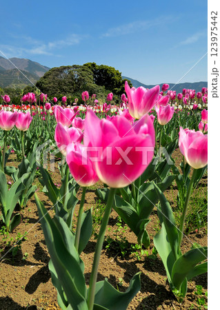 関東・戸川公園・チューリップ畑、見頃を迎えた満開の桃太郎・神奈川県・秦野市(2) 関東・戸川公園・チューリップ畑、見頃を迎えた満開の桃太郎・神奈川県・秦野市(2) 123975442