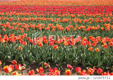 ～チューリップ畑～        .◦.◦.◦.◦. tulips garden .◦.◦.◦.◦. 123975711