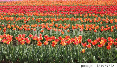 ～チューリップ畑～        .◦.◦.◦.◦. tulips garden .◦.◦.◦.◦. 123975712
