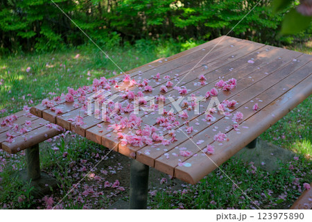 八重桜の花びらが舞い落ちた公園のテーブル 八重桜の花びらが舞い落ちた公園のテーブル 123975890