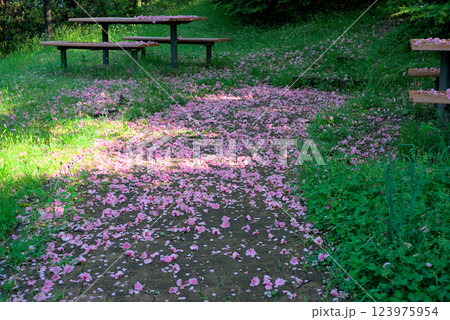 八重桜の花びらが敷き詰められた公園の小道 八重桜の花びらが敷き詰められた公園の小道 123975954