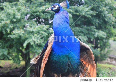 －孔雀－　　　　　　・◉⋆◉◉＊ peacock ＊◉◉⋆◉・ 123976247