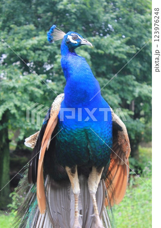－孔雀－　　　　　　・◉⋆◉◉＊ peacock ＊◉◉⋆◉・ 123976248