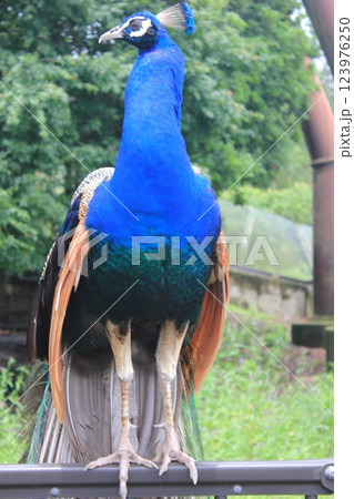 -孔雀- ・◉⋆◉◉* peacock *◉◉⋆◉・ -孔雀- ・◉⋆◉◉* peacock *◉◉⋆◉・ 123976250