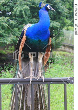 -孔雀- ・◉⋆◉◉* peacock *◉◉⋆◉・ -孔雀- ・◉⋆◉◉* peacock *◉◉⋆◉・ 123976251