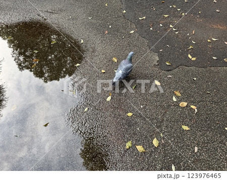 水たまりの近くを散歩する鳩 水たまりの近くを散歩する鳩 123976465