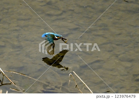 【生き物】青い鳥 カワセミ。素早く飛び立ち一瞬でエサをとらえて戻ってくる。可愛く美しい小鳥です。 123976479