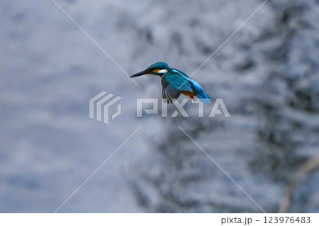 【生き物】青い鳥 カワセミ。素早く飛び立ち一瞬でエサをとらえて戻ってくる。可愛く美しい小鳥です。 123976483