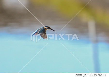 【生き物】青い鳥 カワセミ。素早く飛び立ち一瞬でエサをとらえて戻ってくる。可愛く美しい小鳥です。 123976494