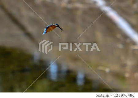 【生き物】青い鳥 カワセミ。素早く飛び立ち一瞬でエサをとらえて戻ってくる。可愛く美しい小鳥です。 【生き物】青い鳥 カワセミ。素早く飛び立ち一瞬でエサをとらえて戻ってくる。可愛く美しい小鳥です。 123976496