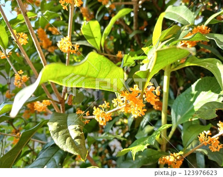 秋の花 キンモクセイ 秋の花 キンモクセイ 123976623