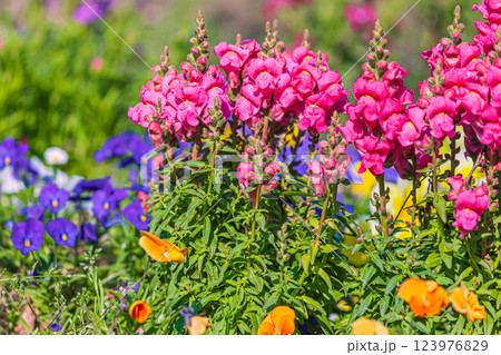 キンギョソウ キンギョソウ 123976829