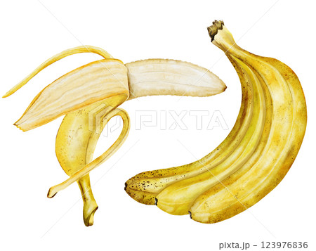Banana set watercolor. Hand drawn ripe tropical fruit. Clip art isolated on white background realistic exotic plant. Ideal for designing menus, price tags, labels and packaging of natural cosmetics 123976836