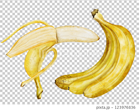 Banana set watercolor. Hand drawn ripe tropical fruit. Clip art isolated on white background realistic exotic plant. Ideal for designing menus, price tags, labels and packaging of natural cosmetics 123976836
