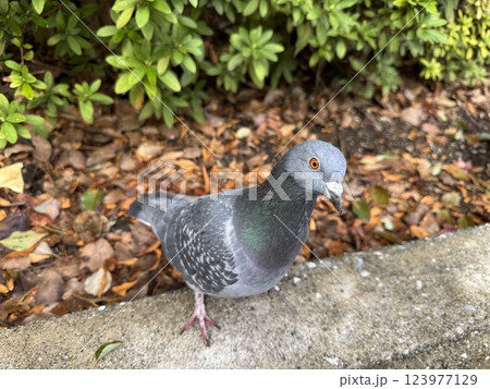 散歩中の鳩 散歩中の鳩 123977129