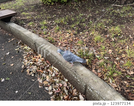 公園で見つけた鳩 公園で見つけた鳩 123977134