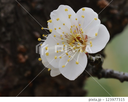 春の訪れを告げる梅の花 123977315