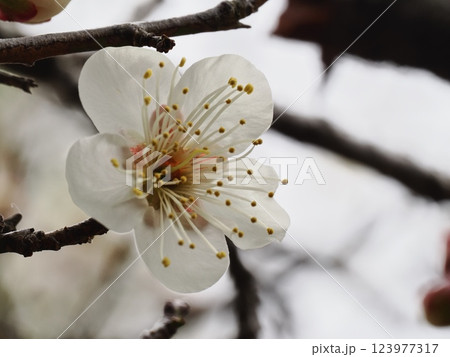 春の訪れを告げる梅の花 春の訪れを告げる梅の花 123977317