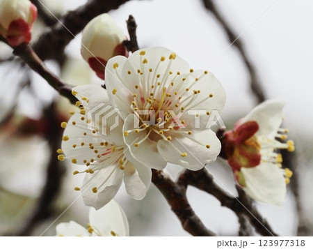 春の訪れを告げる梅の花 春の訪れを告げる梅の花 123977318
