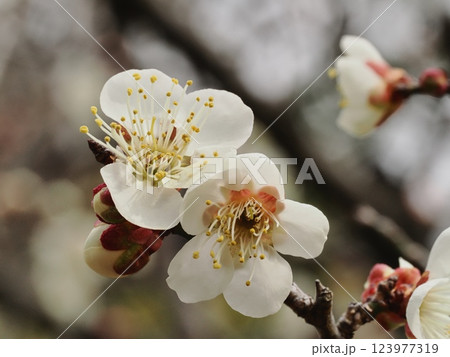 春の訪れを告げる梅の花 123977319