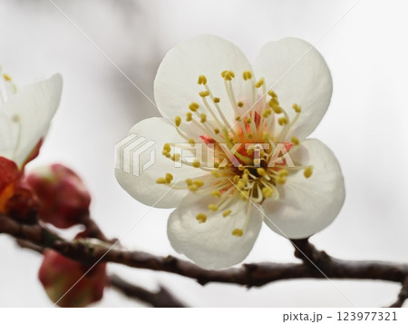 春の訪れを告げる梅の花 123977321