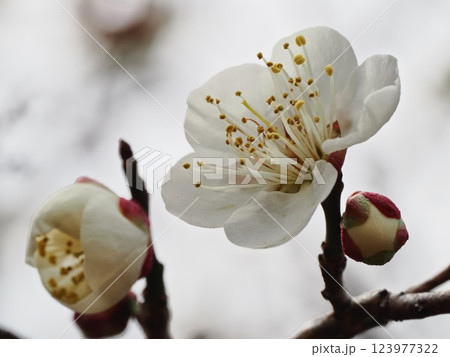春の訪れを告げる梅の花 春の訪れを告げる梅の花 123977322