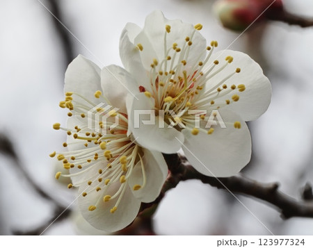 春の訪れを告げる梅の花 123977324