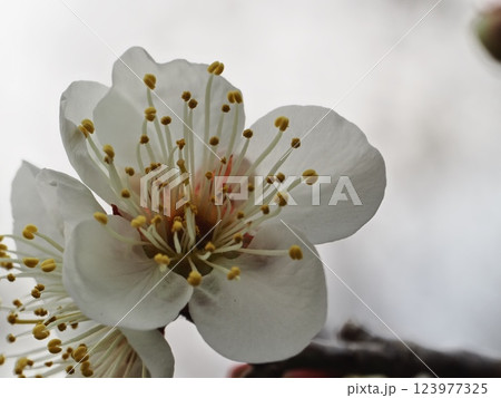 春の訪れを告げる梅の花 123977325