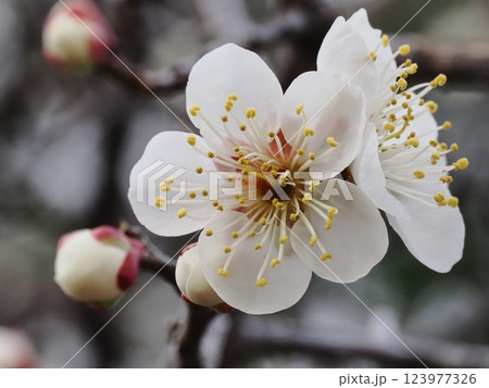 春の訪れを告げる梅の花 123977326