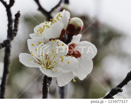 春の訪れを告げる梅の花 123977327