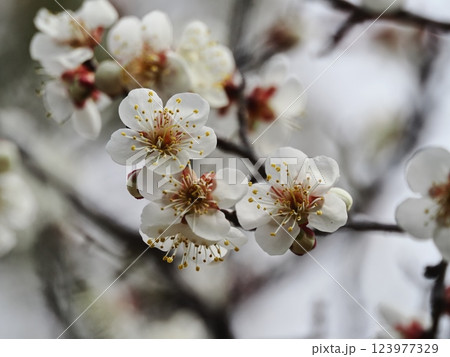 春の訪れを告げる梅の花 123977329