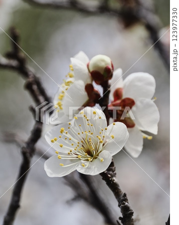 春の訪れを告げる梅の花 123977330