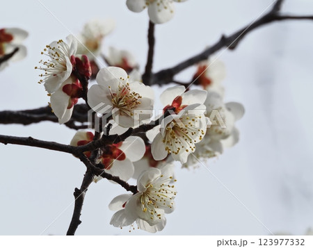 春の訪れを告げる梅の花 春の訪れを告げる梅の花 123977332