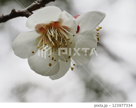 春の訪れを告げる梅の花 123977334
