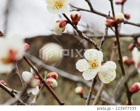 春の訪れを告げる梅の花 123977335