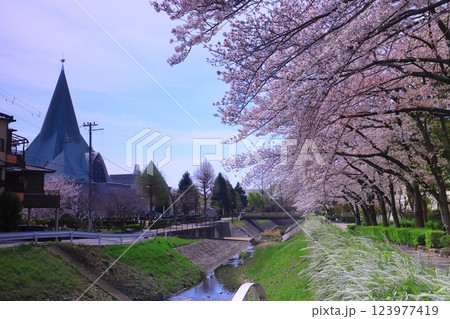 天王寺川散歩道（兵庫県尼崎市）満開の桜 123977419