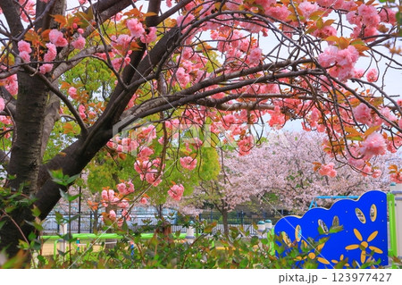 蓬川緑地公園（兵庫県尼崎市）満開の桜 123977427